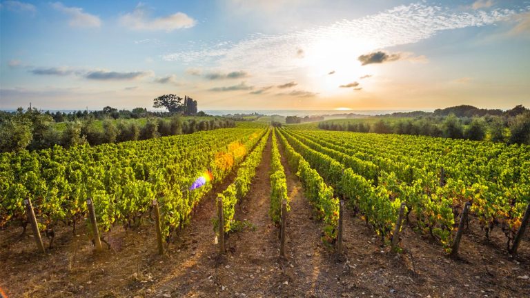 Bolgheri