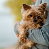 Hotel Pet Friendly Toscana